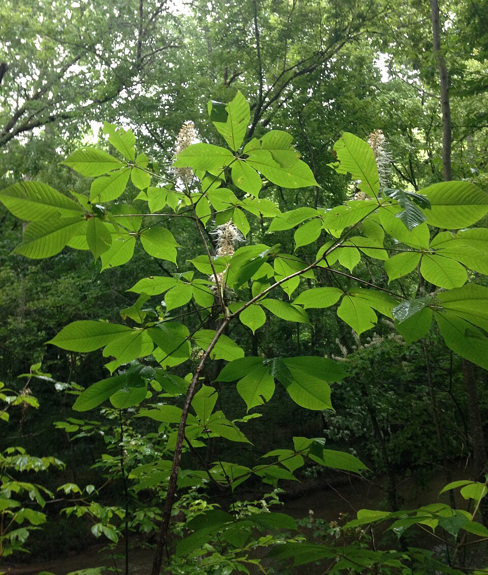 Aesculus parviflora (Bottlebrush Buckeye) (alternate view 4)