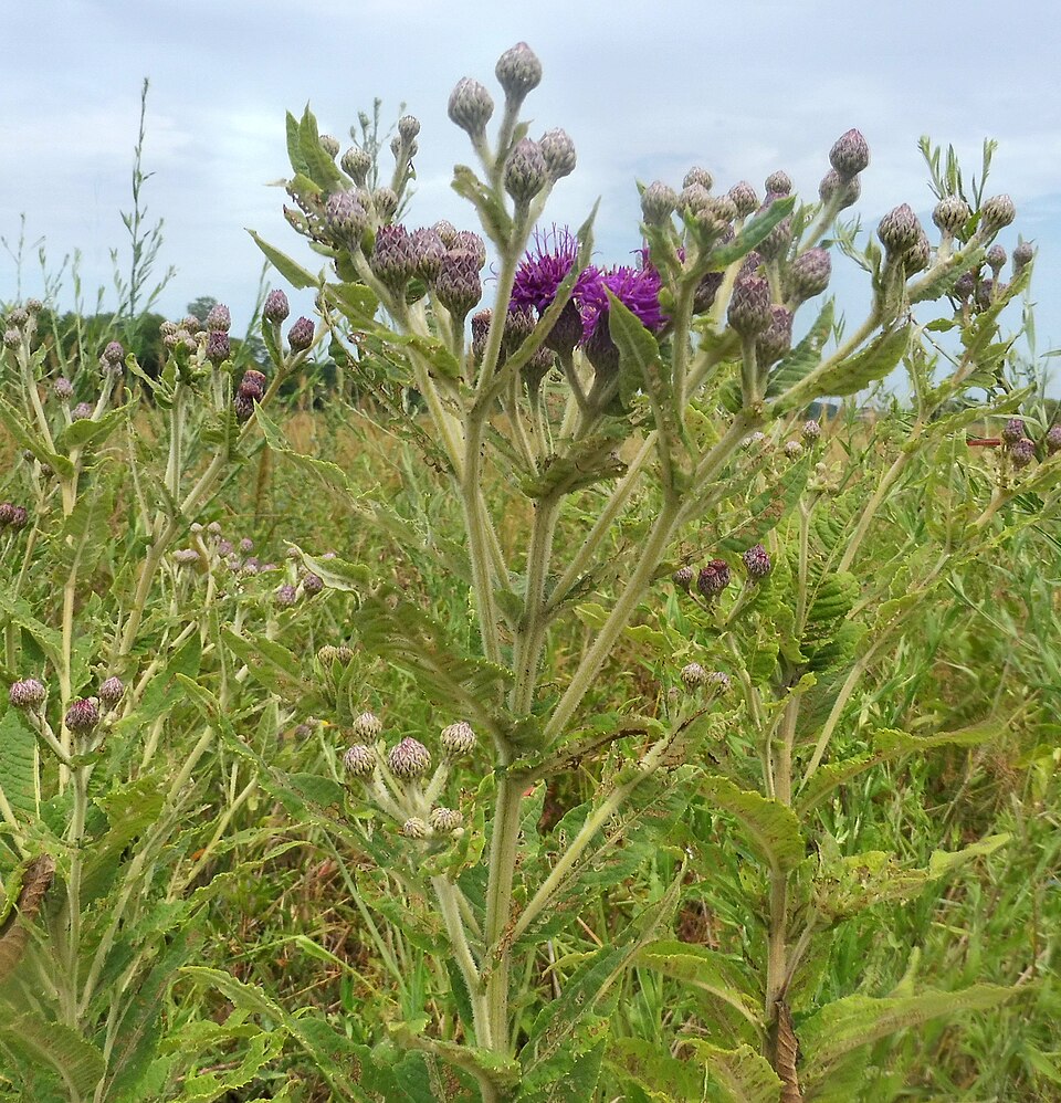 Vernonia missurica (Missouri Ironweed)