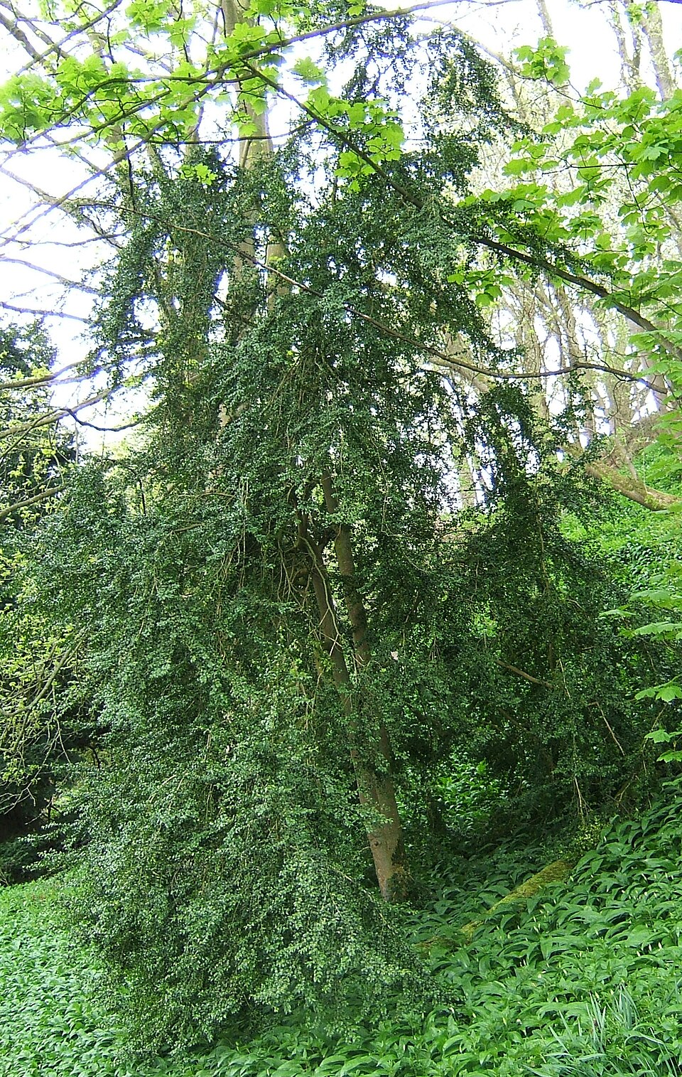 Buxus sempervirens (English Boxwood) (alternate view 6)