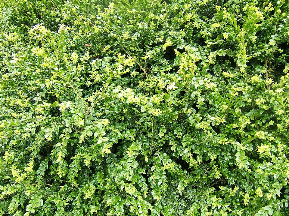 Buxus sempervirens (English Boxwood) (alternate view 7)