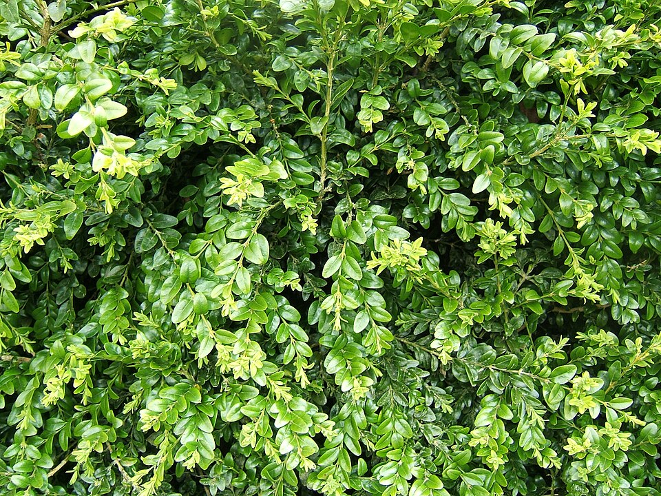 Buxus sempervirens (English Boxwood) (alternate view 8)