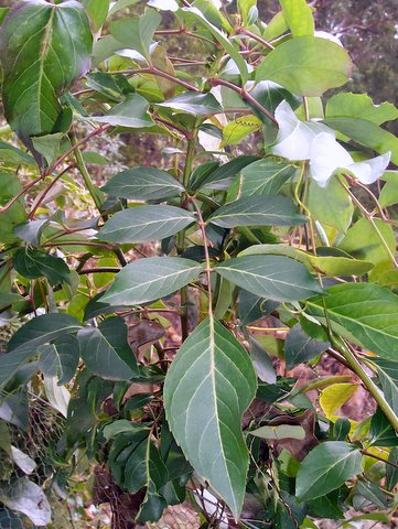 Polyscias sambucifolia (Elderberry Panax)