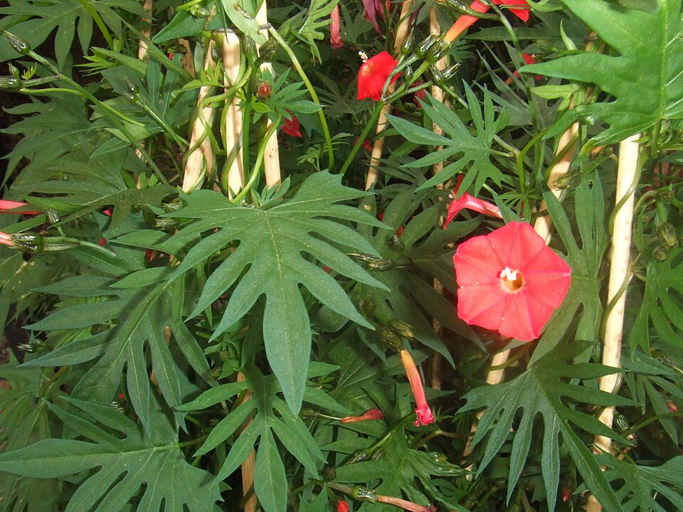 Ipomoea × multifida (Cardinal Climber) (alternate view 4)
