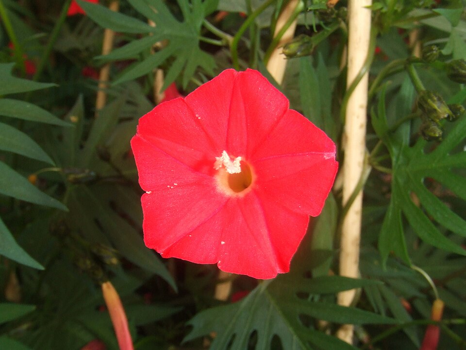 Ipomoea × multifida (Cardinal Climber) (alternate view 5)