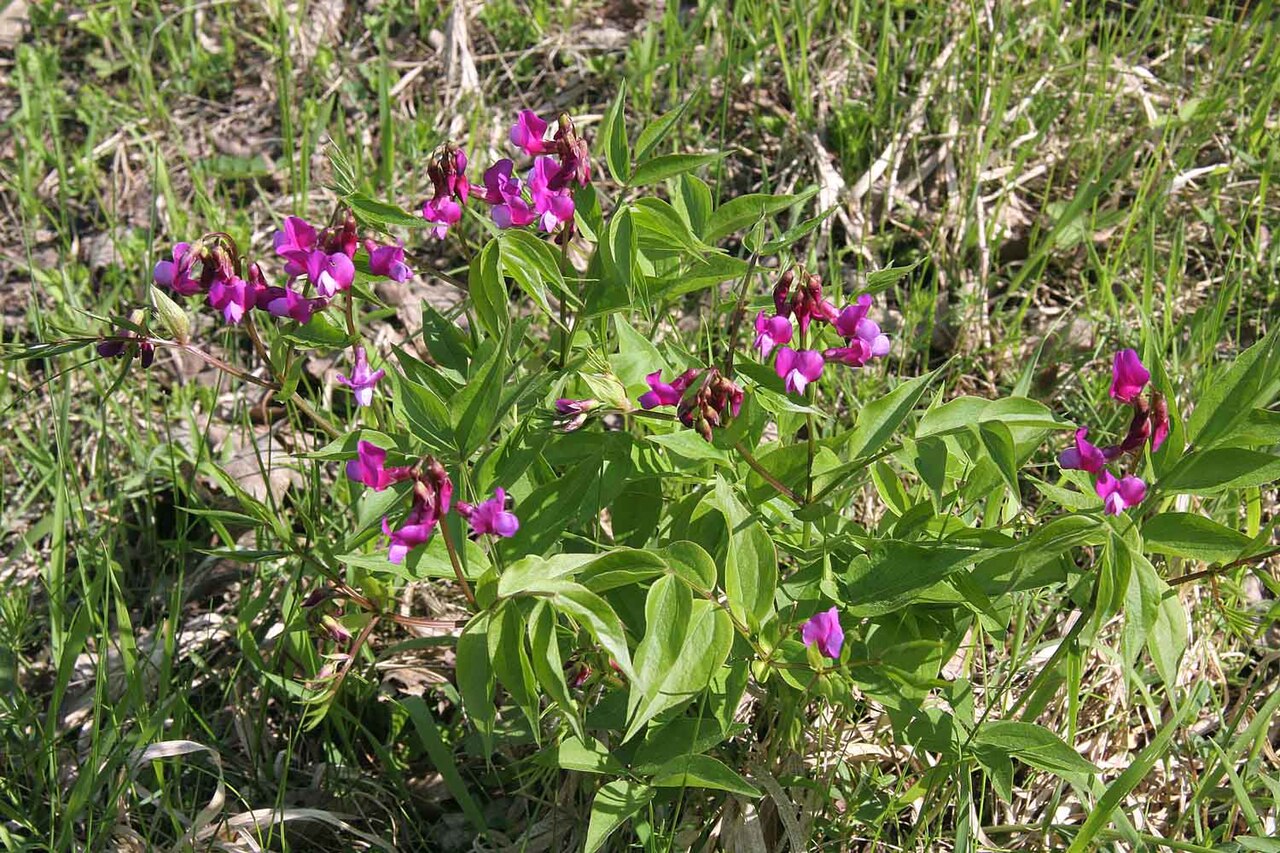 Lathyrus vernus (Spring Vetchling)