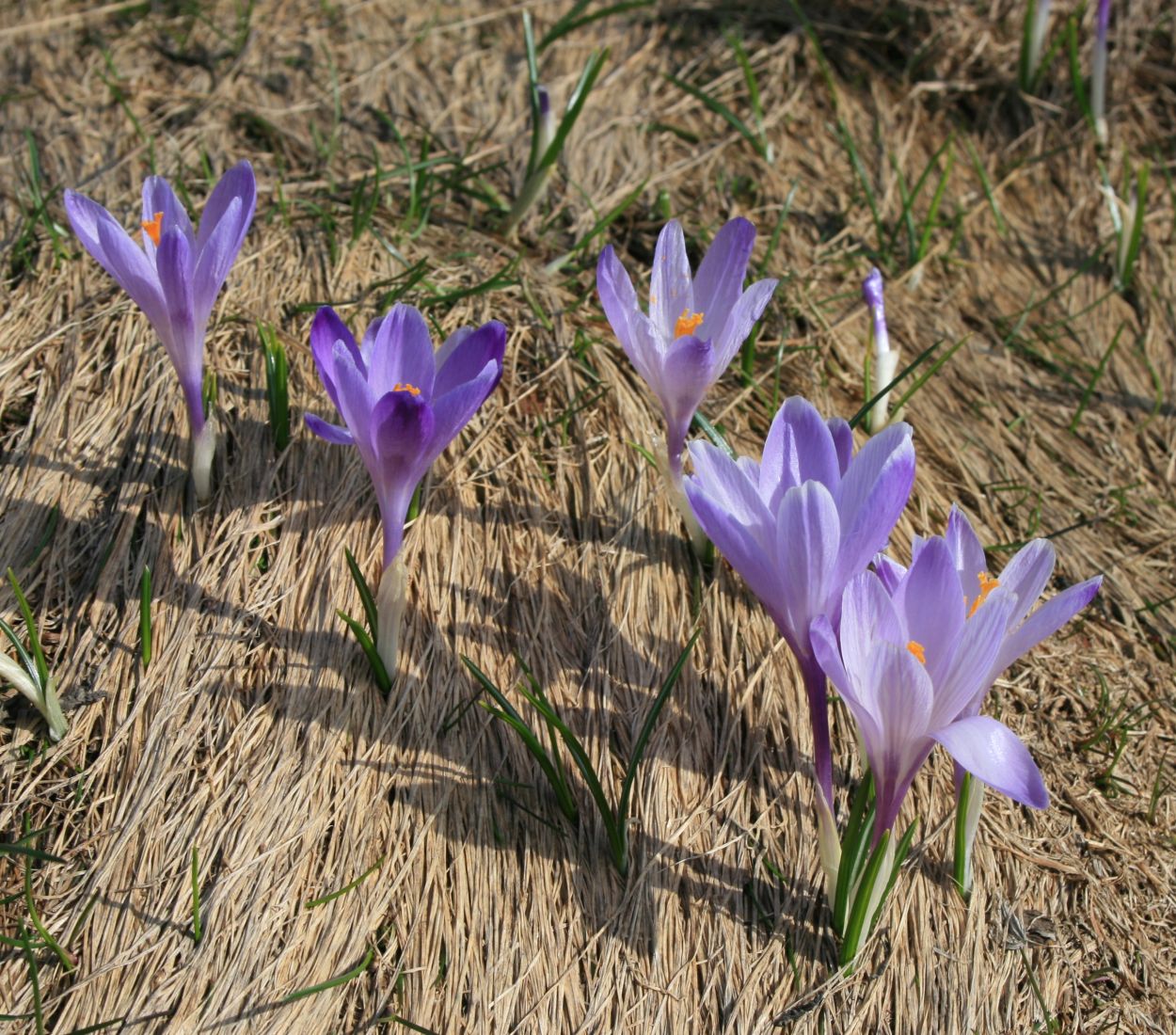 Crocus vernus, Spring crocus — clumping deciduous (Iridaceae) (image 5 of 10)