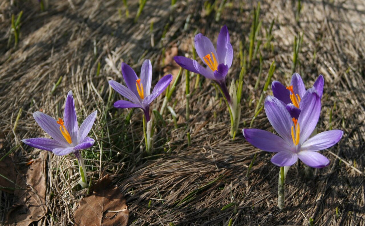 Crocus vernus, Spring crocus — clumping deciduous (Iridaceae) (image 6 of 10)