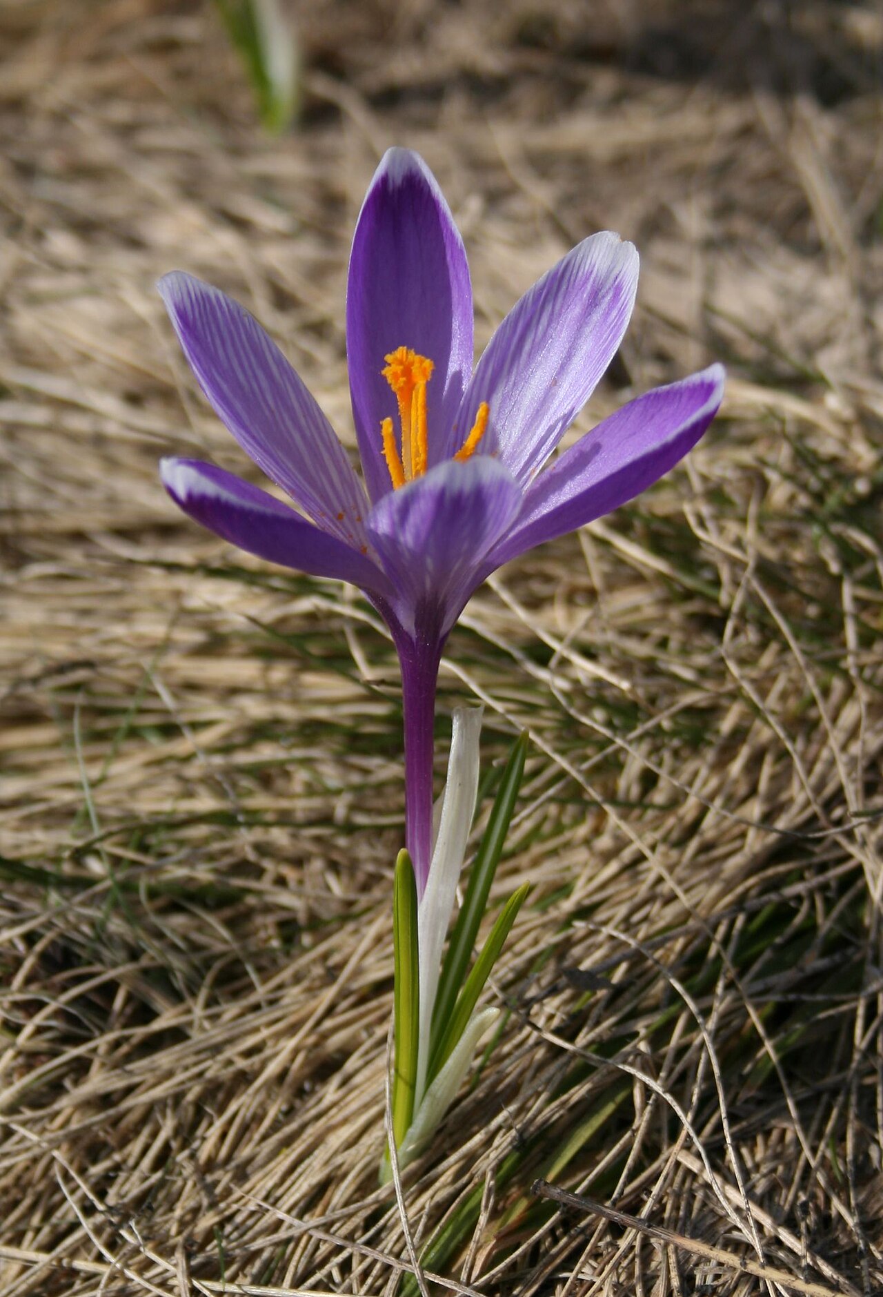 Crocus vernus, Spring crocus — clumping deciduous (Iridaceae) (image 7 of 10)