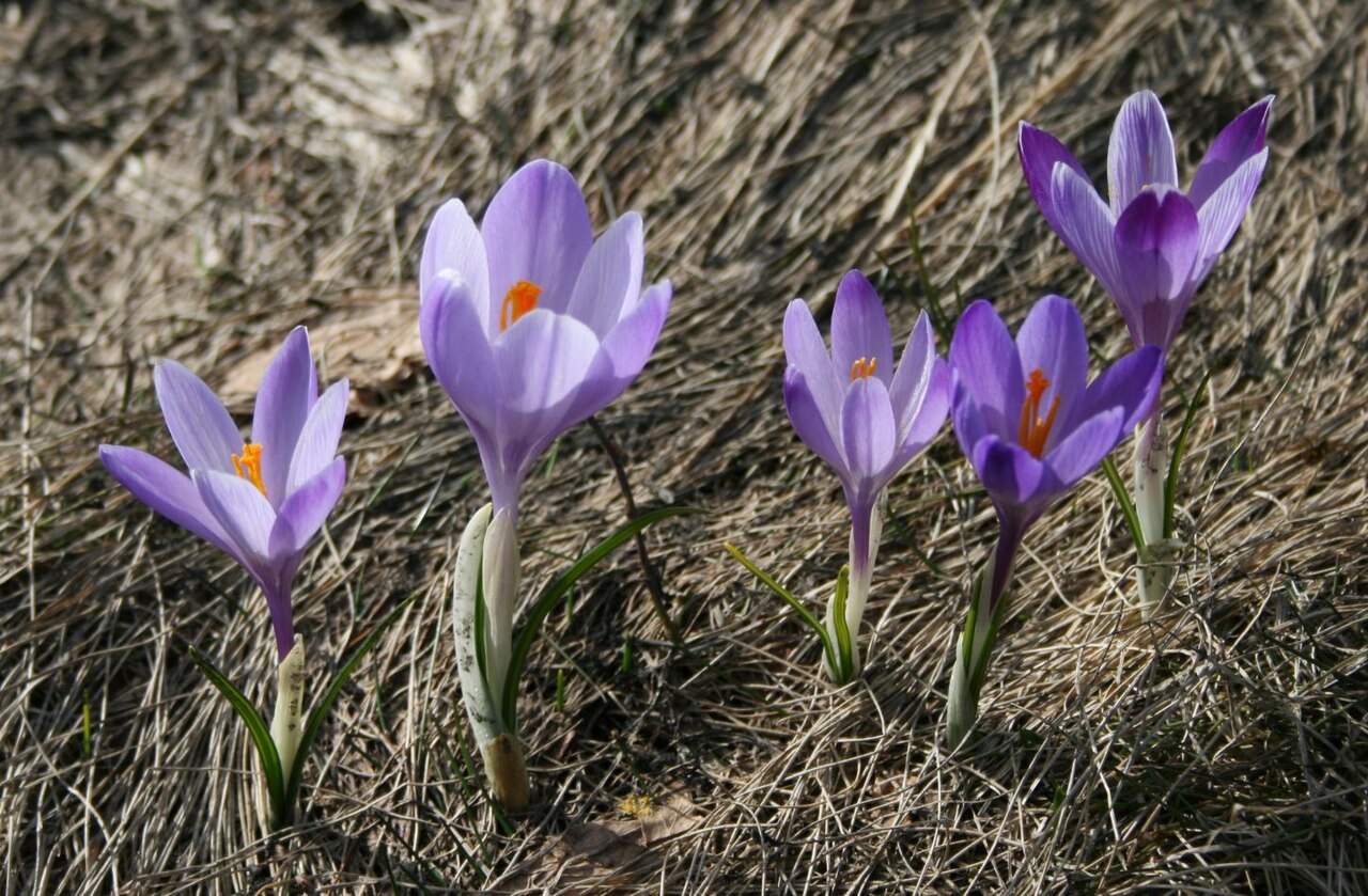 Crocus vernus, Spring crocus — clumping deciduous (Iridaceae) (image 8 of 10)