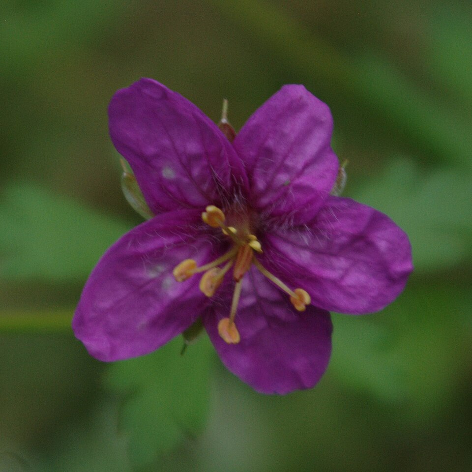 Geranium caespitosum (pinewoods geranium)