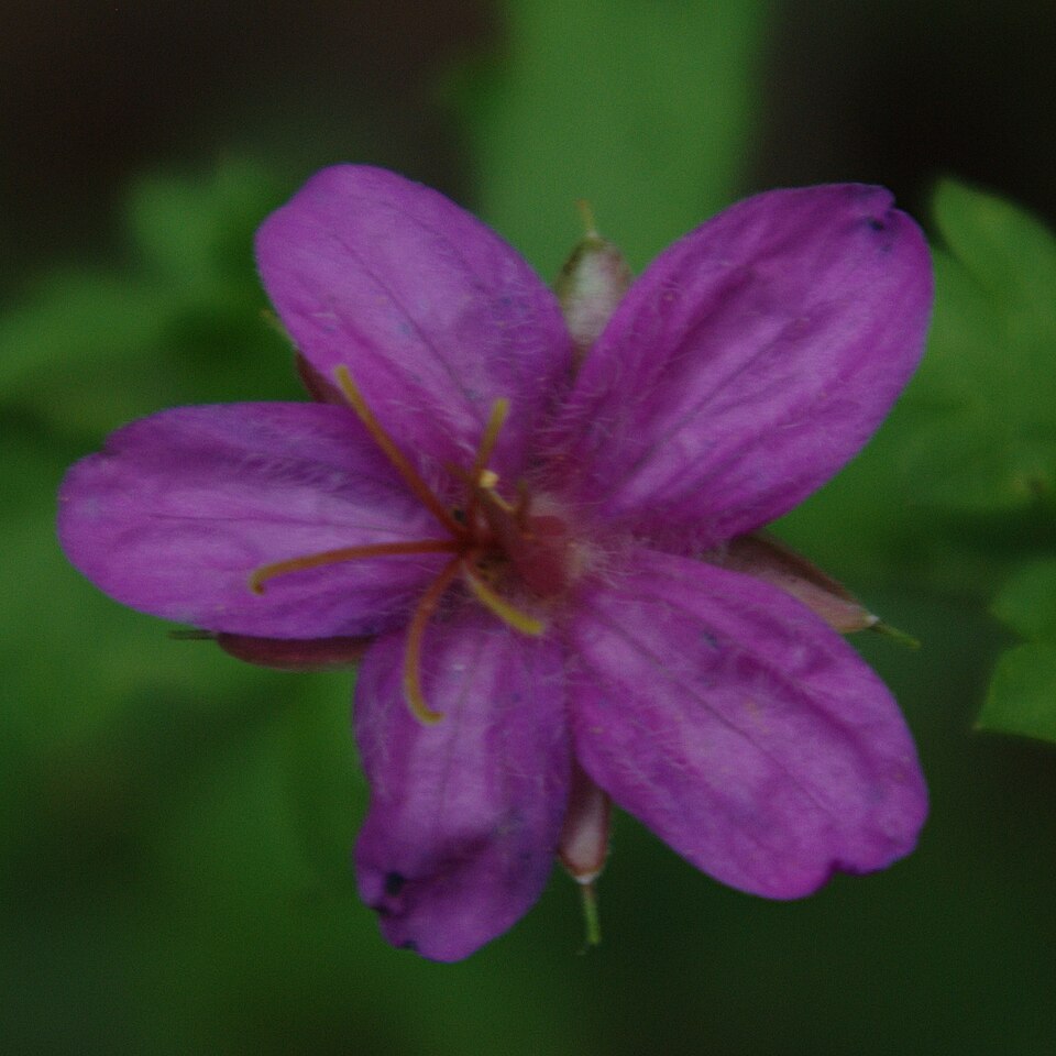 Geranium caespitosum (pinewoods geranium) (alternate view 2)