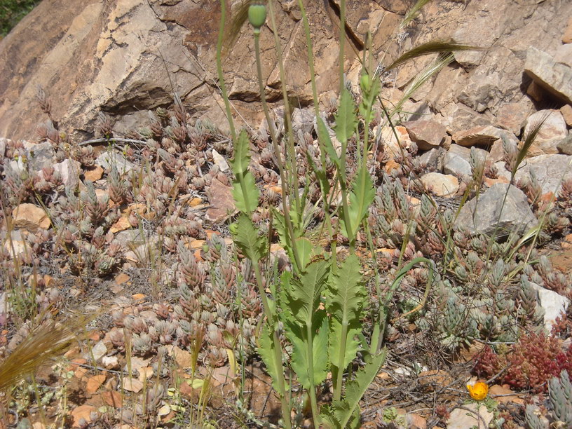 Papaver somniferum (opium poppy) (alternate view 6)