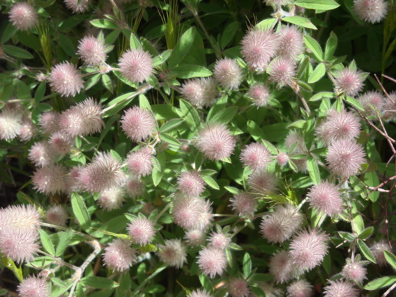 Trifolium arvense (rabbitfoot clover)