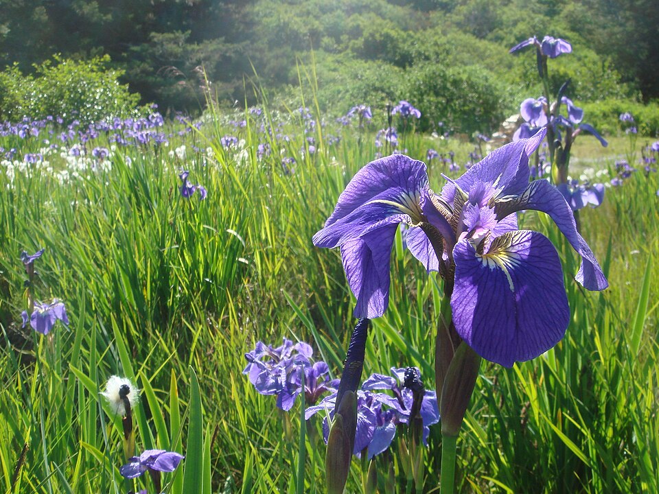 Iris setosa (Beachhead Iris) (alternate view 9)