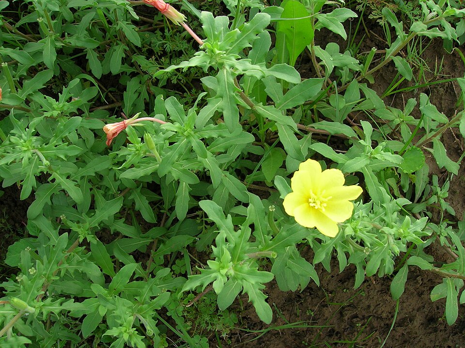 Oenothera laciniata (cutleaf evening primrose)