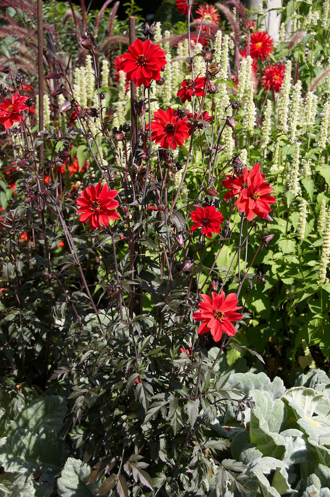 Dahlia 'Bishop of Llandaff', Dahlia 'Bishop of Llandaff' — upright deciduous (Asteraceae) (image 6 of 10)