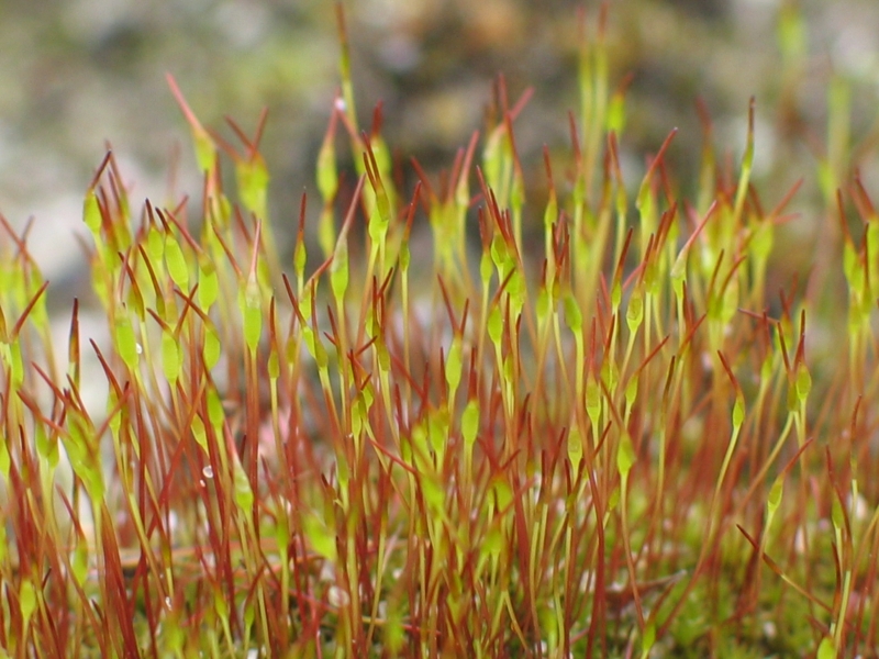 Tortula muralis (Wall Screw-moss)