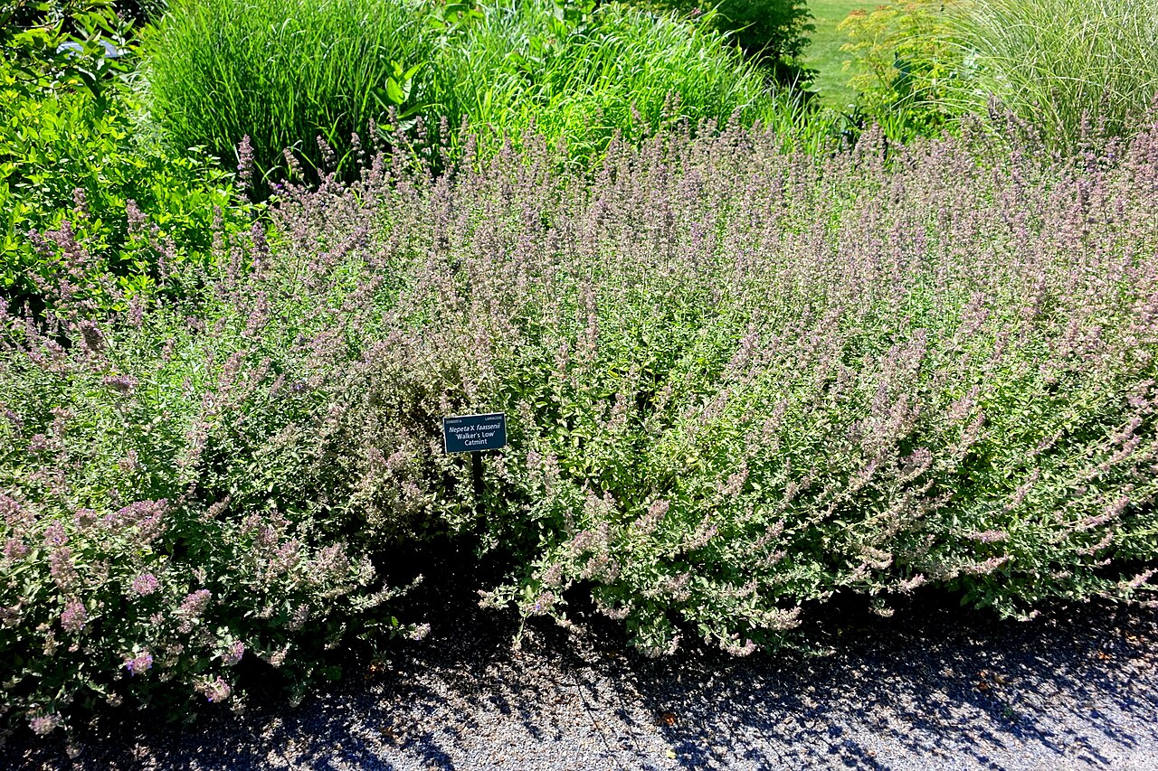 Nepeta faassenii 'Walker's Low', Walker's Low catmint — mounding deciduous (Lamiaceae) (image 6 of 7)