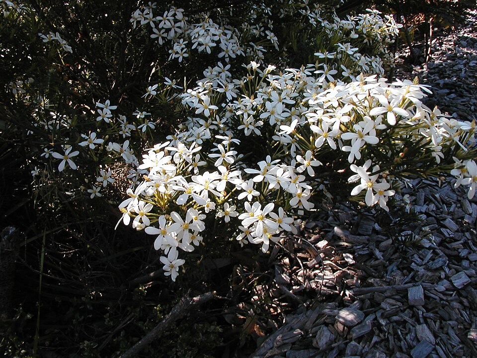 Ricinocarpos pinifolius (Wedding Bush)