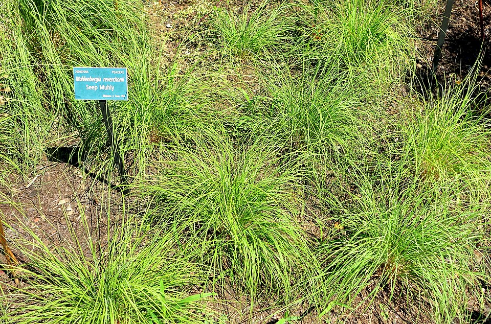 Muhlenbergia reverchonii (Seep Muhly) (alternate view 6)