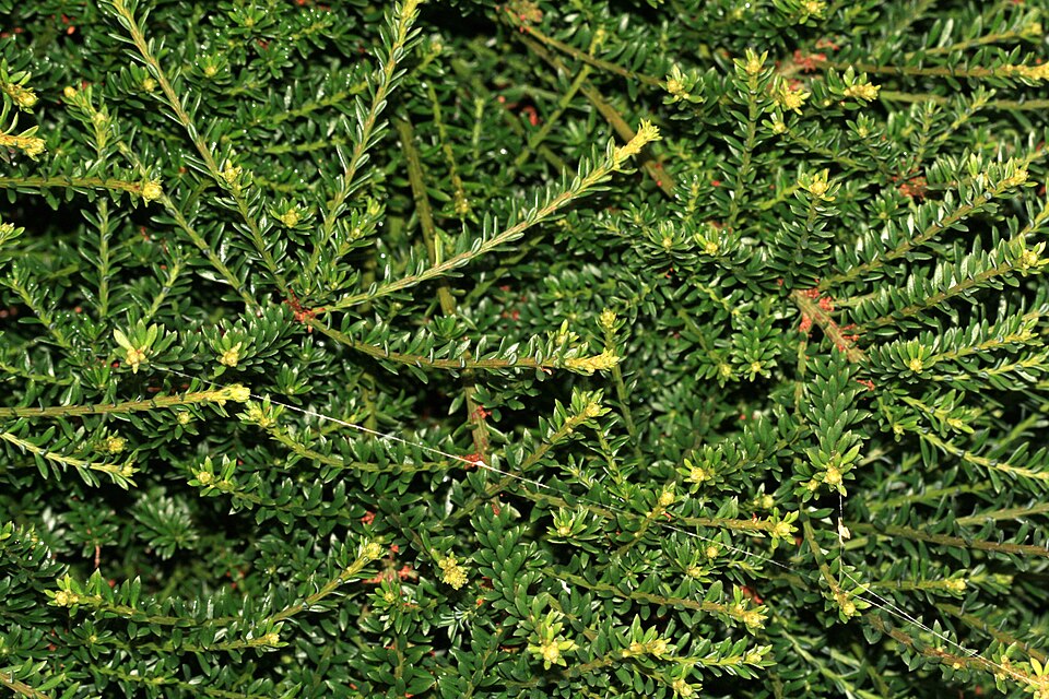Podocarpus lawrencei (Mountain Plum Pine) (alternate view 6)