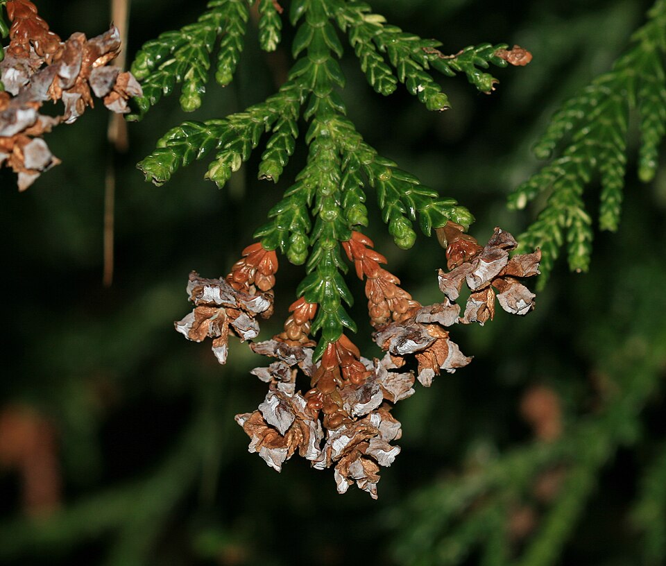 Thujopsis dolabrata 'Variegata' (variegated Japanese false arborvitae) (alternate view 2)