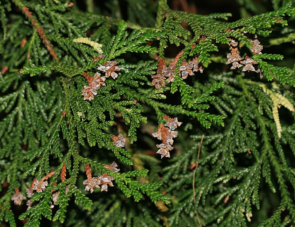 Thujopsis dolabrata 'Variegata' (variegated Japanese false arborvitae) (alternate view 3)
