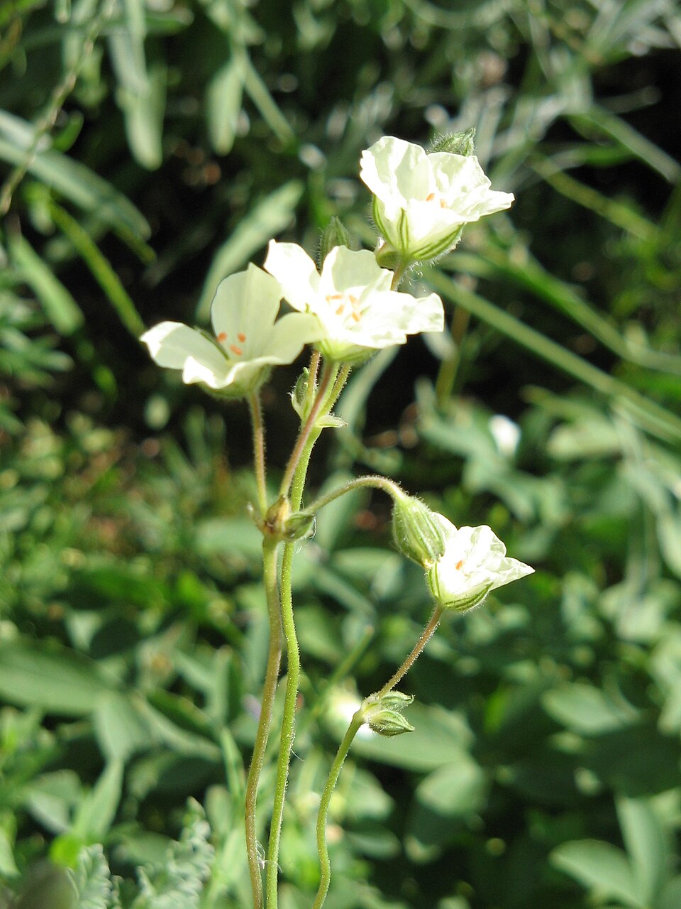 Erodium chrysanthum (Yellow Stork's Bill) (alternate view 5)