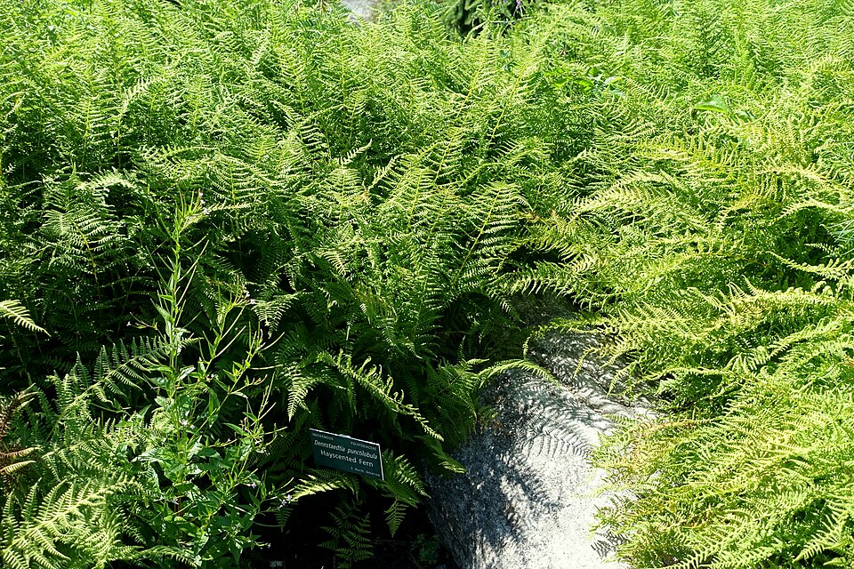 Dennstaedtia punctilobula (Hay-Scented Fern) (alternate view 8)