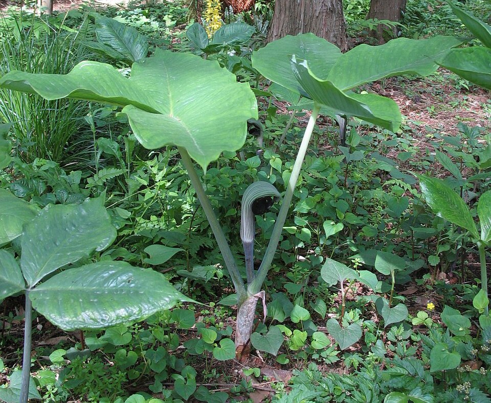 Arisaema ringens (Japanese Cobra Plant)