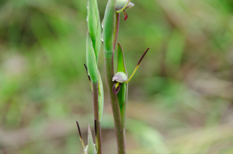 Orthoceras strictum (Birds mouth orchid) (alternate view 10)