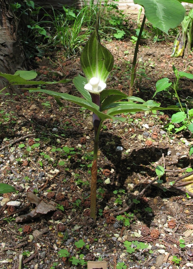 Arisaema sikokianum (Shikoku Cobra Lily) (alternate view 6)