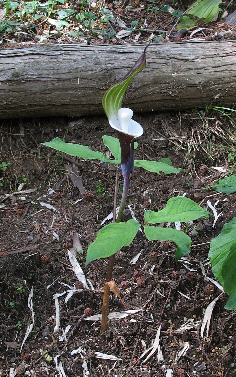 Arisaema sikokianum (Shikoku Cobra Lily) (alternate view 7)