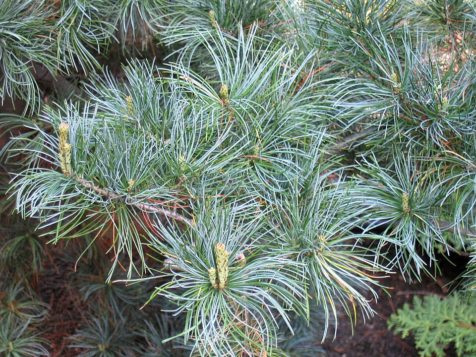 Pinus parviflora 'Glauca' (Blue Japanese White Pine)