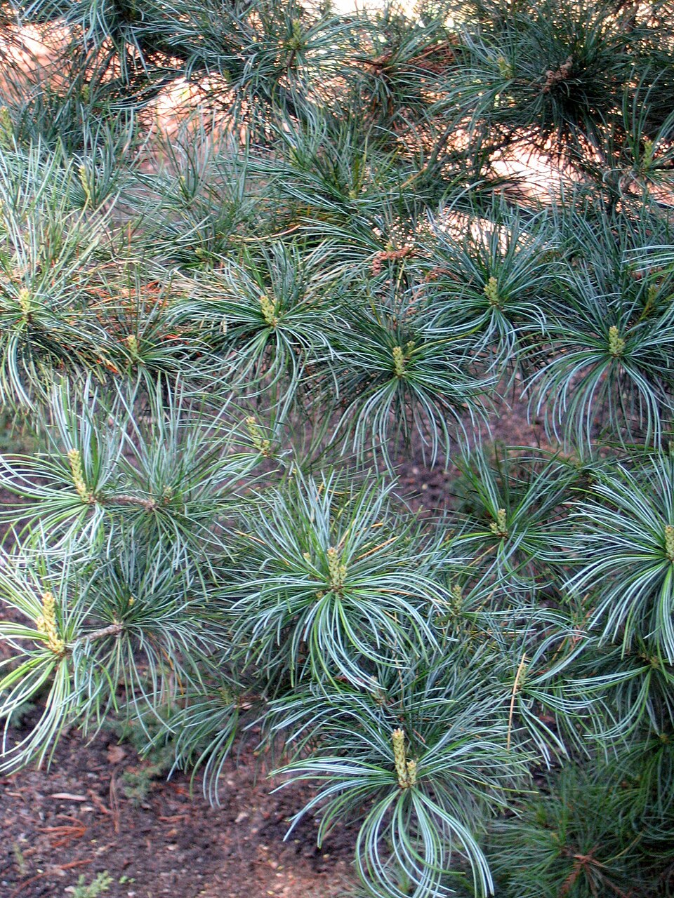 Pinus parviflora 'Glauca' (Blue Japanese White Pine) (alternate view 2)