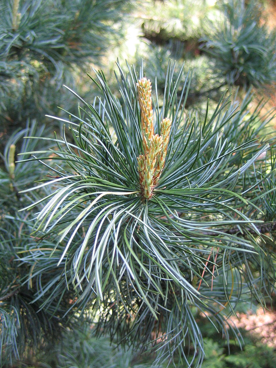 Pinus parviflora 'Glauca' (Blue Japanese White Pine) (alternate view 3)