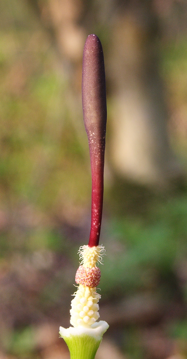 Arum maculatum (Cuckoo-pint)