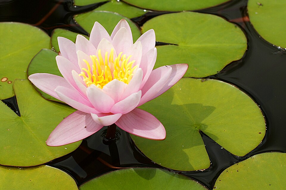 Nymphaea × marliacea (coloured water-lily) (alternate view 3)