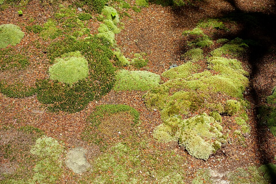 Leucobryum albidum (white moss) (alternate view 6)