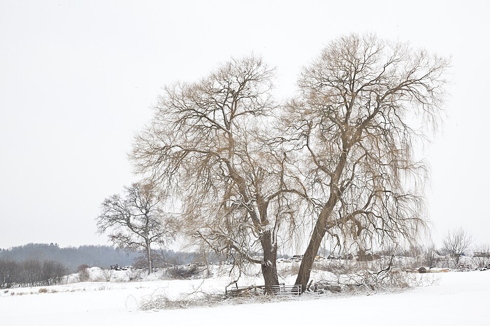 Salix alba 'Tristis' (Golden Weeping Willow)