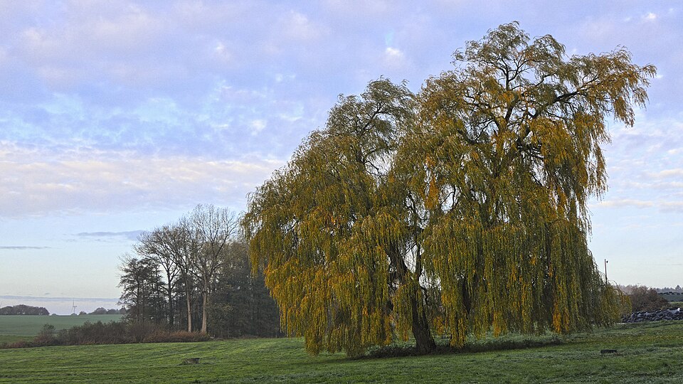 Salix alba 'Tristis' (Golden Weeping Willow) (alternate view 2)