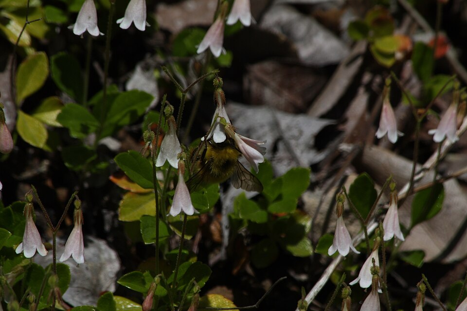 Linnaea borealis (twinflower) (alternate view 5)