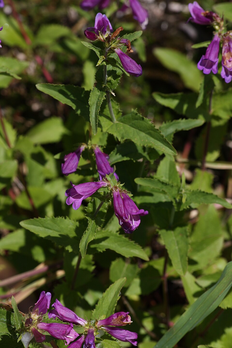Penstemon serrulatus (Coast Penstemon) (alternate view 7)
