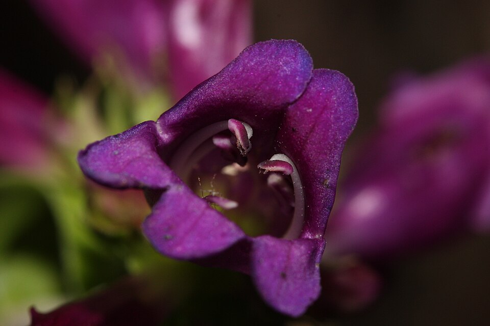 Penstemon serrulatus (Coast Penstemon) (alternate view 8)