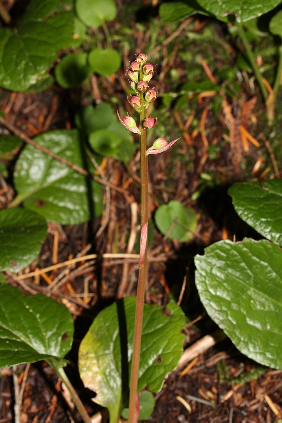 Pyrola asarifolia (bog wintergreen) (alternate view 8)
