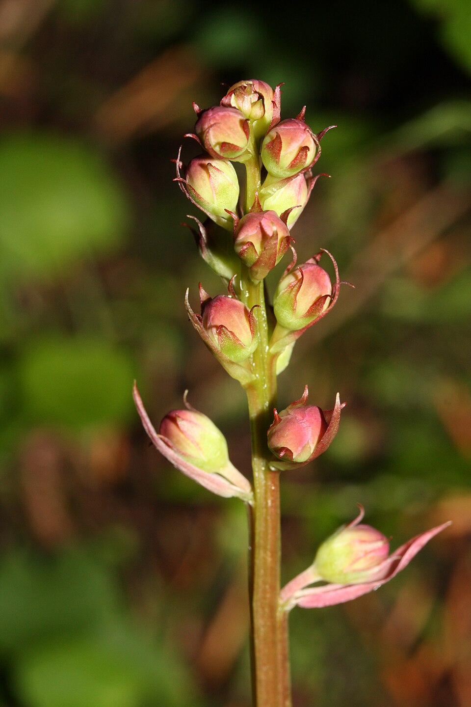 Pyrola asarifolia (bog wintergreen) (alternate view 9)