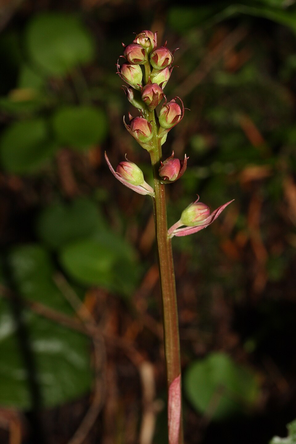 Pyrola asarifolia (bog wintergreen) (alternate view 10)