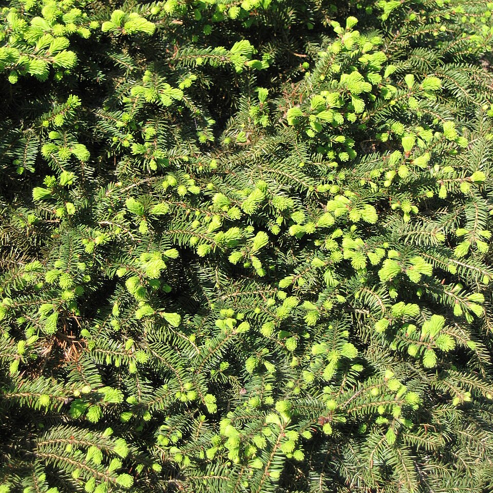 Picea abies 'Nidiformis' (bird's nest spruce)