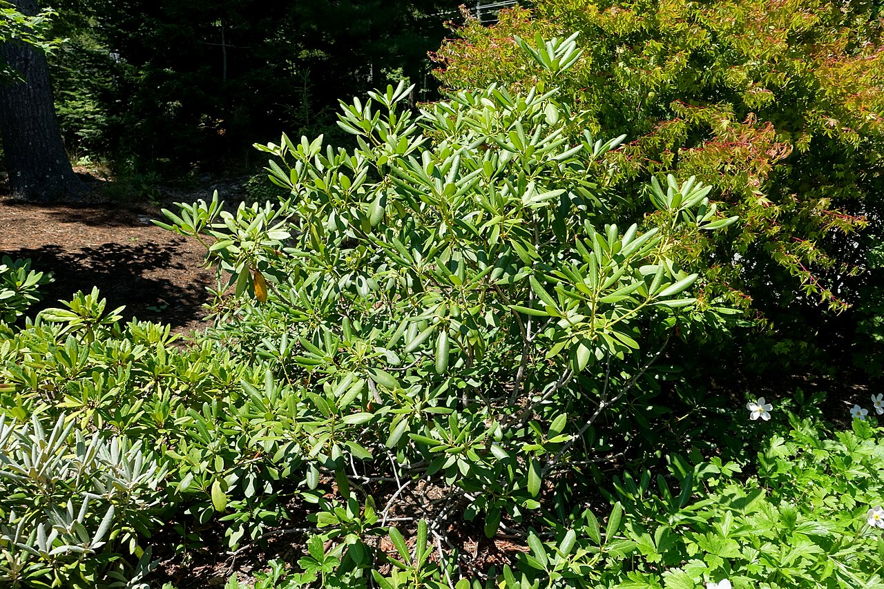 Rhododendron catawbiense, Catawba rhododendron — mounding evergreen (Ericaceae) (image 6 of 10)