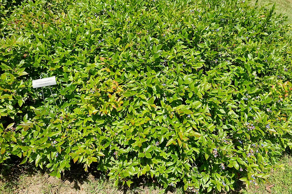 Vaccinium angustifolium (lowbush blueberry)